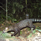 Image for article titled The Very Best Camera Trap Photography